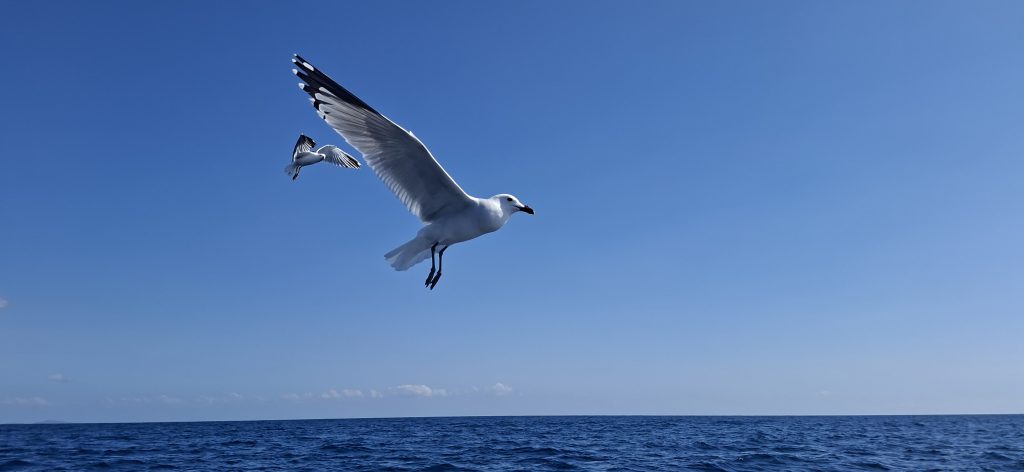 Gaviota volando sobre el mar frente a la costa de Cagliari en Cerdeña
