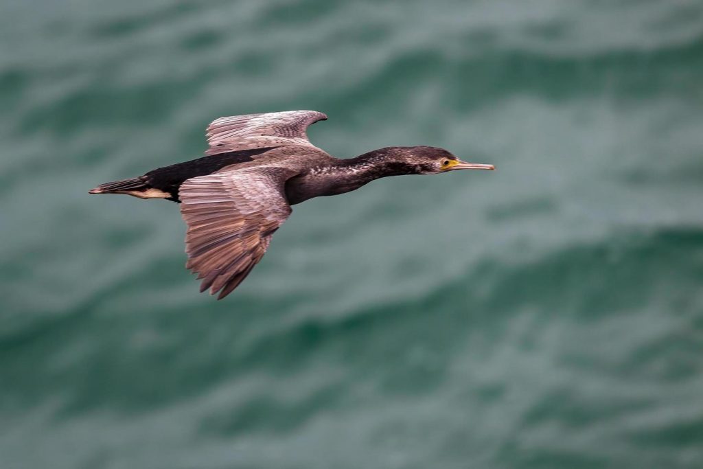 Mediterranean shag flying over the sea near Cagliari coast Sardinia