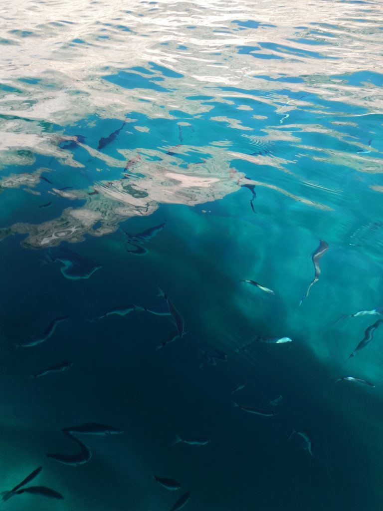 Peces visibles bajo el agua cristalina del mar de Cagliari durante una excursión en barco
