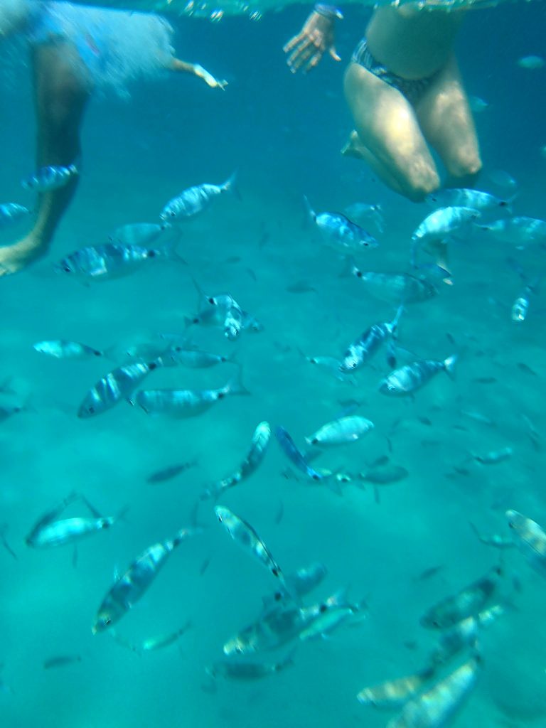 Personas practicando snorkel entre peces en aguas claras durante una excursión en barco en Cagliari